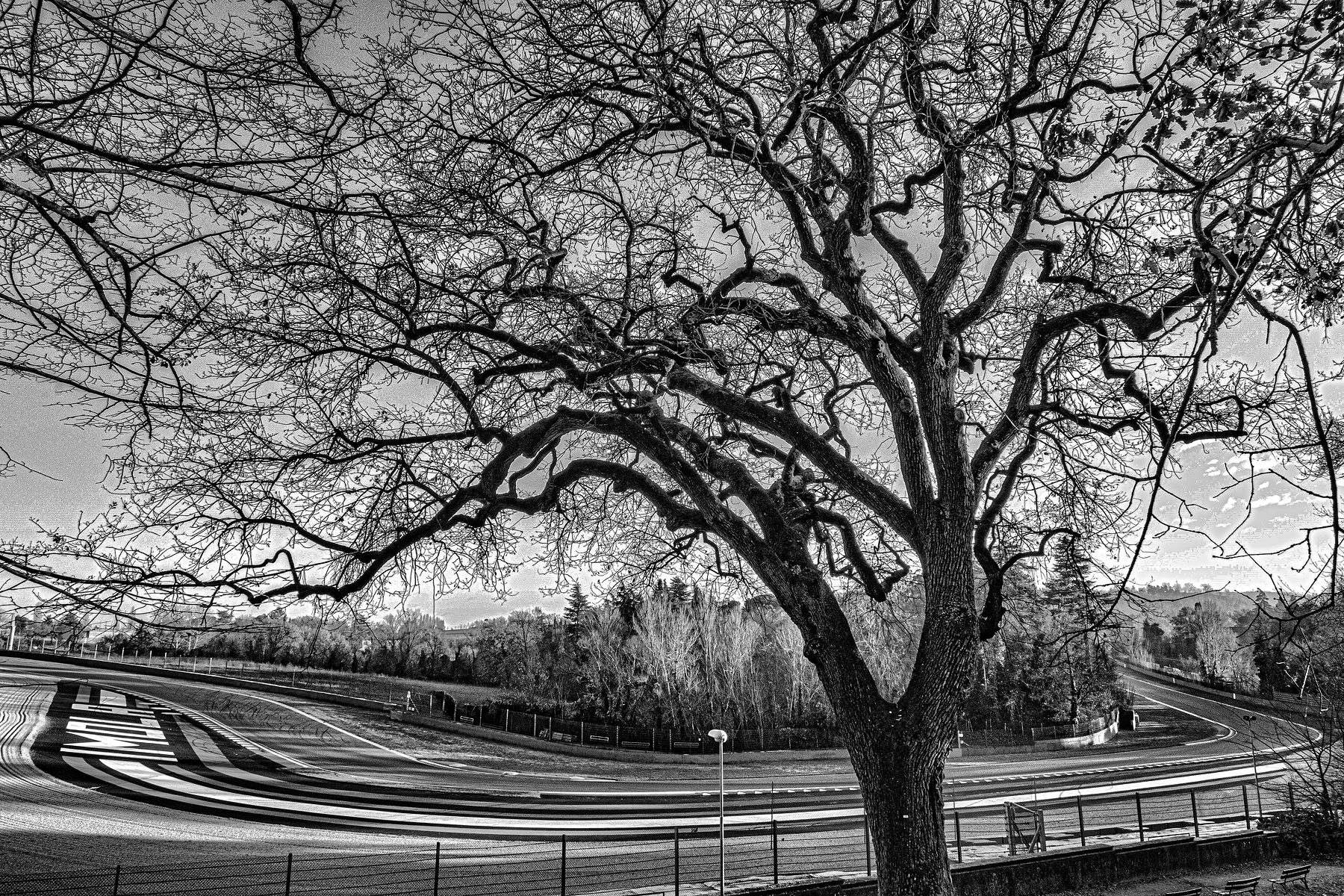 A great bare tree spreads its branches over the curving kerbs of an empty circuit on a winter day, with woods and a line of fence behind.