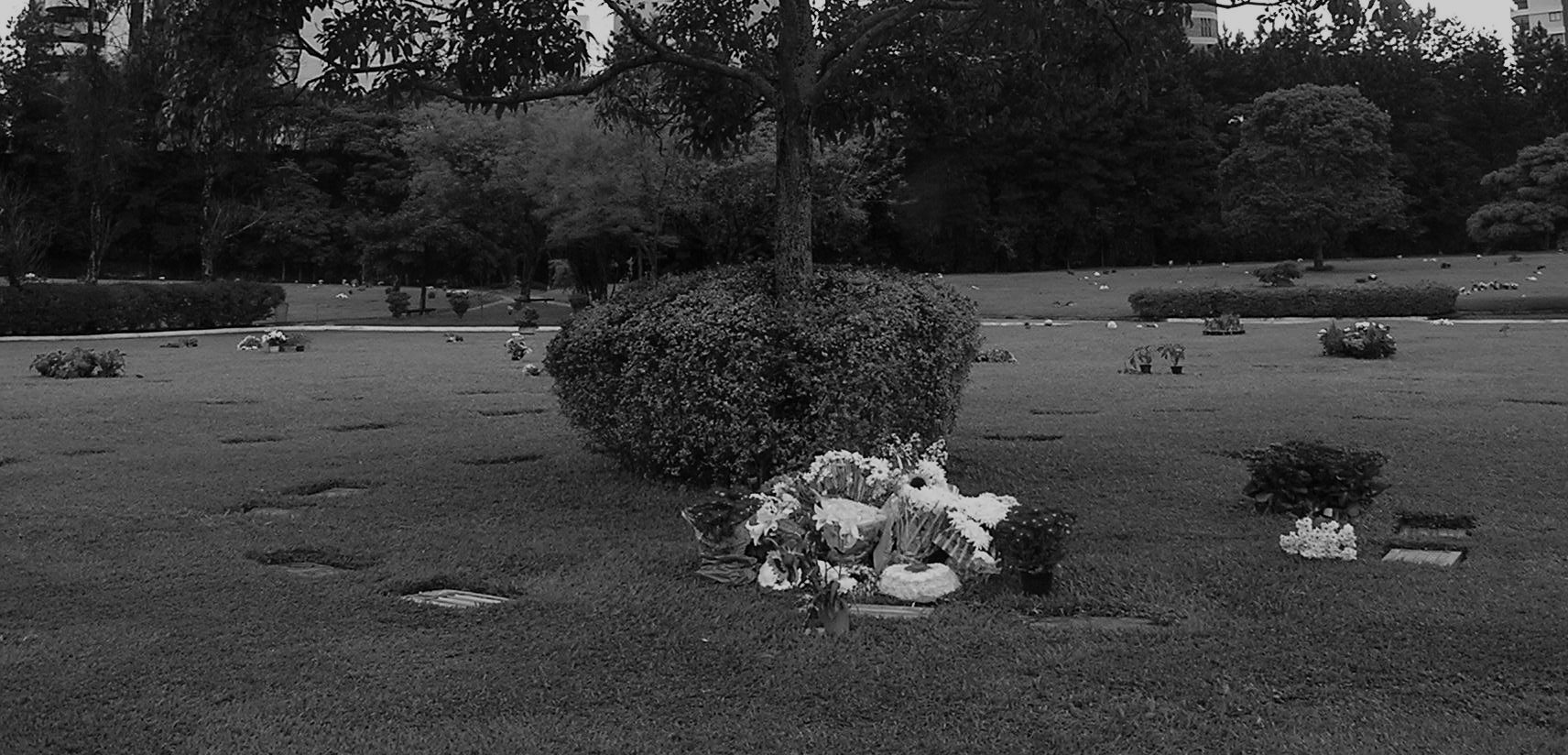The foot of a tree ringed by a clipped hedge on a wide lawn, flowers heaped against it, small plaques set flat in the grass.