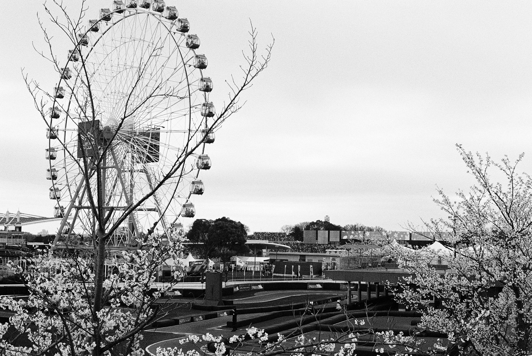 Una noria alta se alza sobre el parque de atracciones del circuito, enmarcada por las ramas desnudas y la flor blanca de los cerezos bajo un cielo gris.